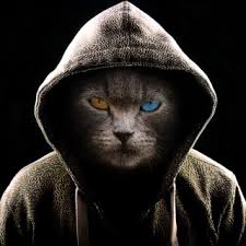 hacker_cat